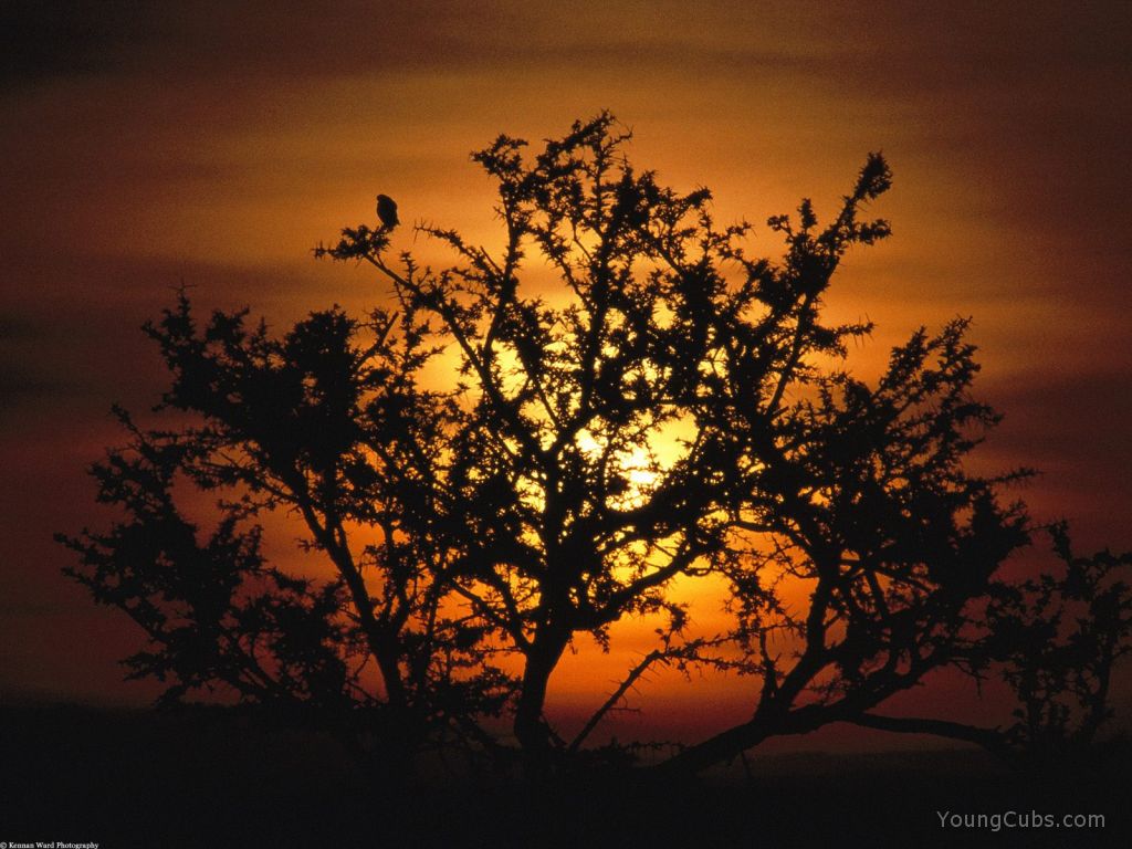Sunset through Acacia Trees, Tanzania, Africa